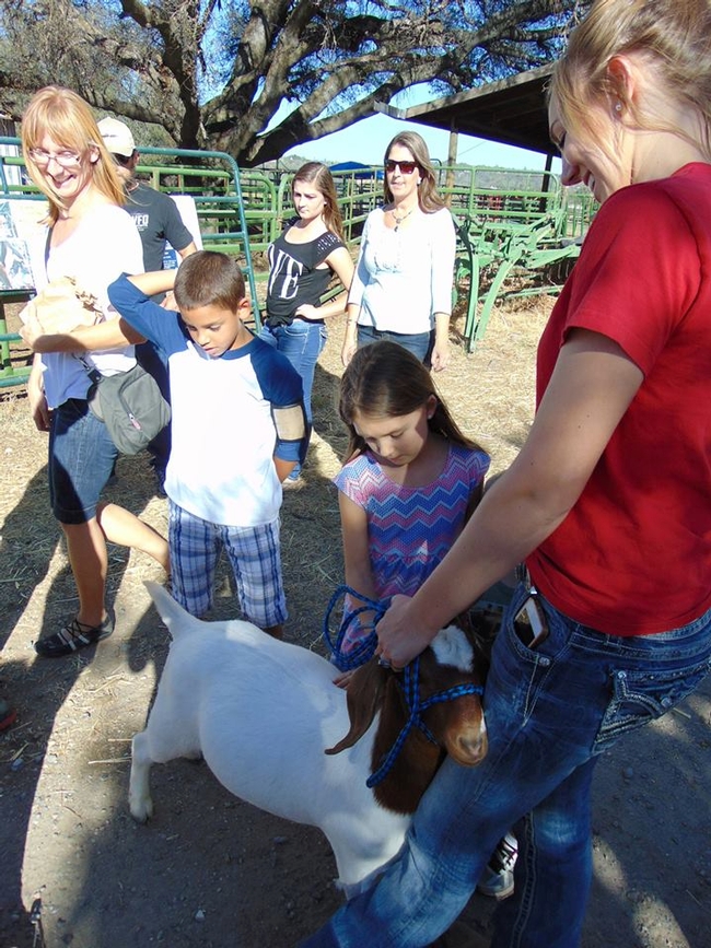 Children get to pet and learn about goats at the Farm and Barn Tour