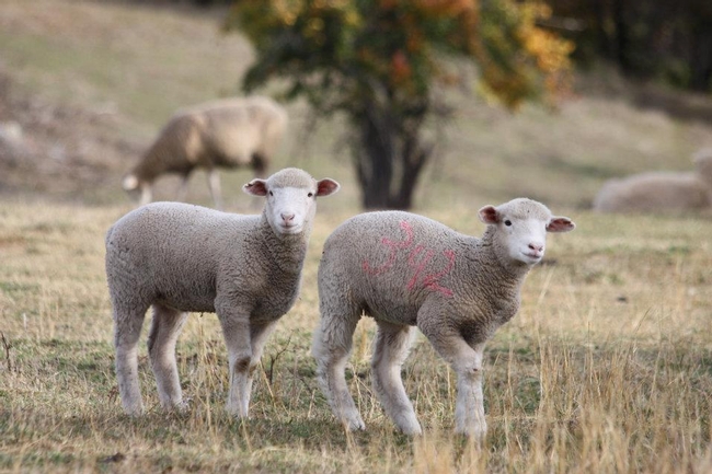 Past lambs on the Sinclair Family Farm