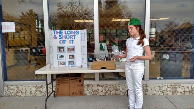 Lauren Morrill of Gold Country 4-H Club Presenting about Guinea Pigs