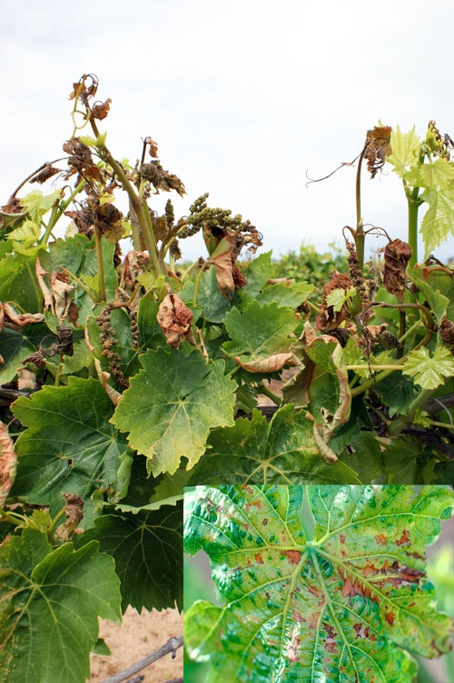 Figure 1. Thompson Seedless leaf (inset) displaying individual cell damage. Frost damage to Thompson Seedless shoots and flower clusters.