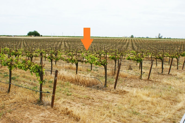 Figure 2. Orange arrow showing the downward slope of the Rubired vineyard where severe frost damage occurred.