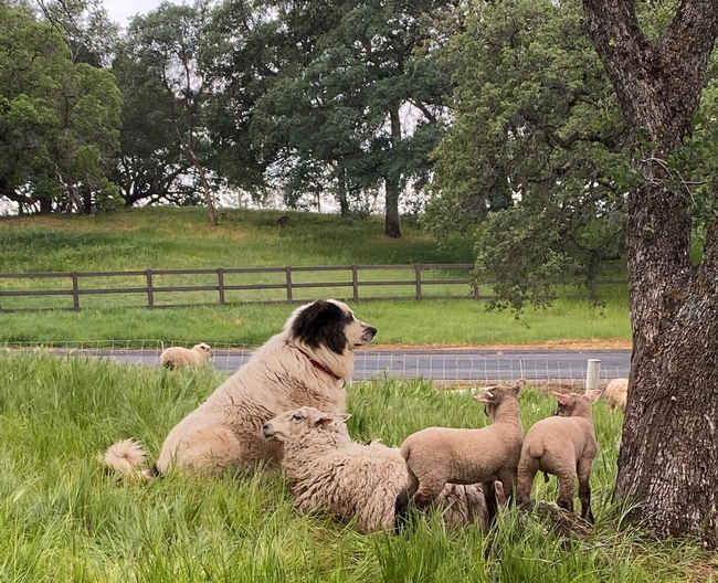 A livestock guardian dog watching over a ewe and her lambs.