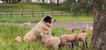 Bodie: a Maremma x Anatolian Shepherd. for Ranching in the Sierra Foothills Blog
