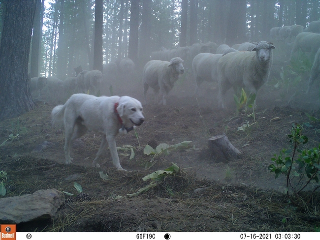 A North American BWD (big white dog) walking along a game trail on the Tahoe National Forest.