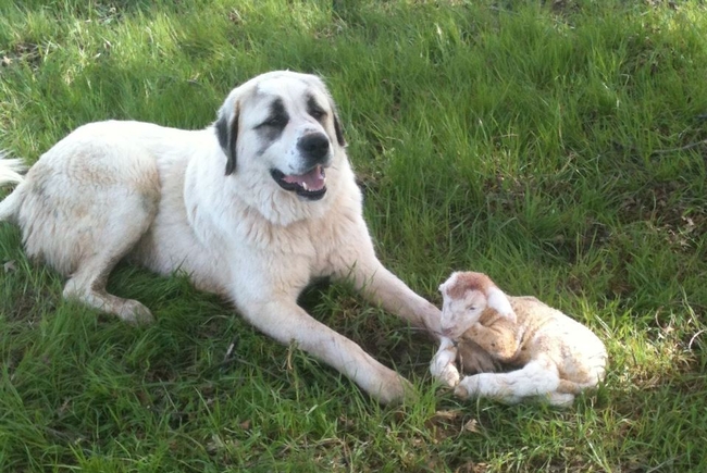A livestock guardian dog guarding a lamb.