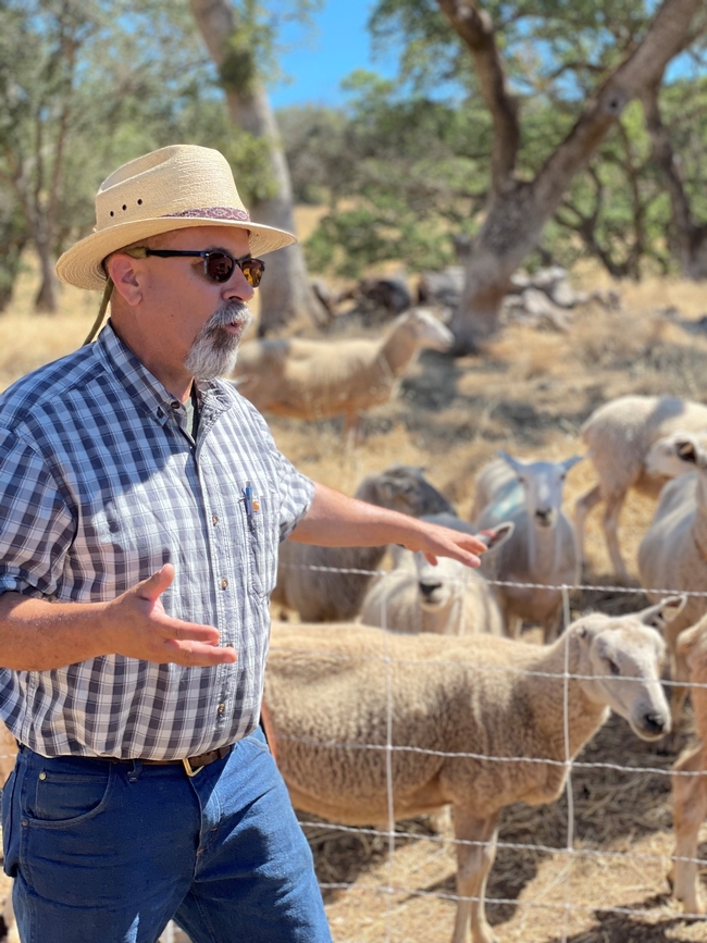 Dan Macon standing in front of a flock of sheep.