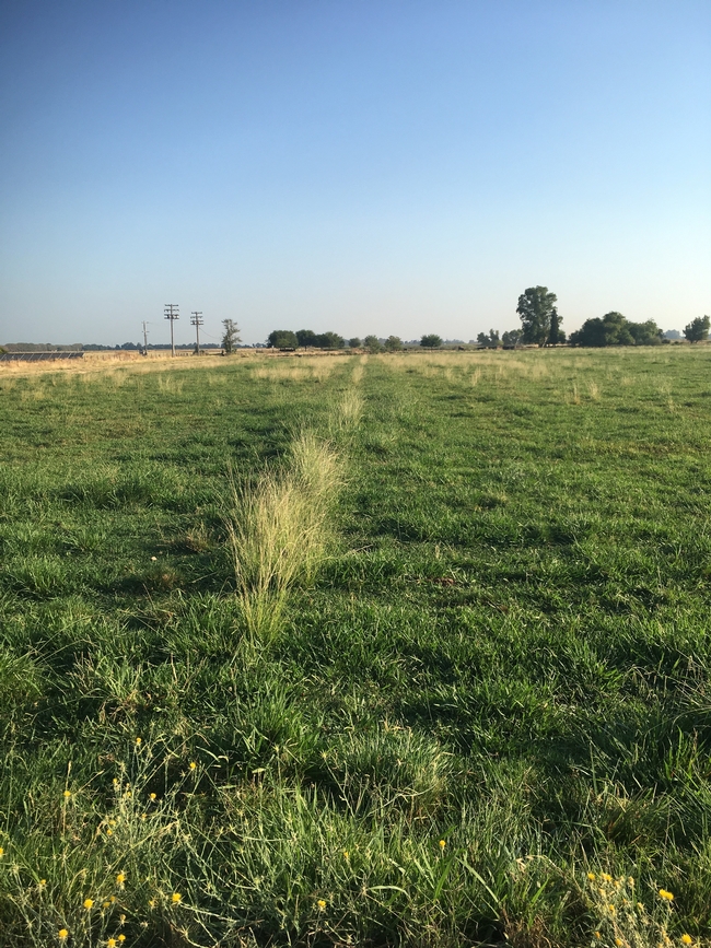 Smutgrass growing on a pasture check - drier portions of irrigated pastures may favor this weed.