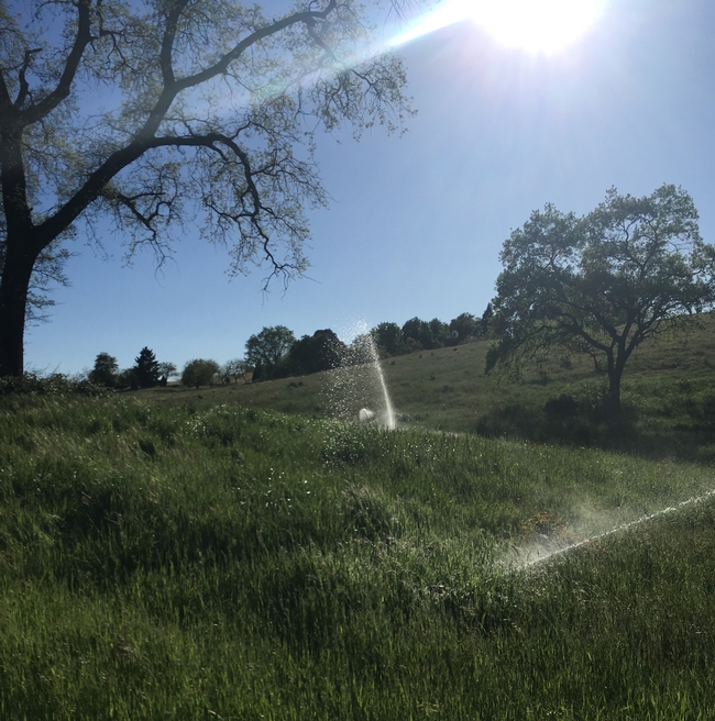 4-19-18 irrigation (2)