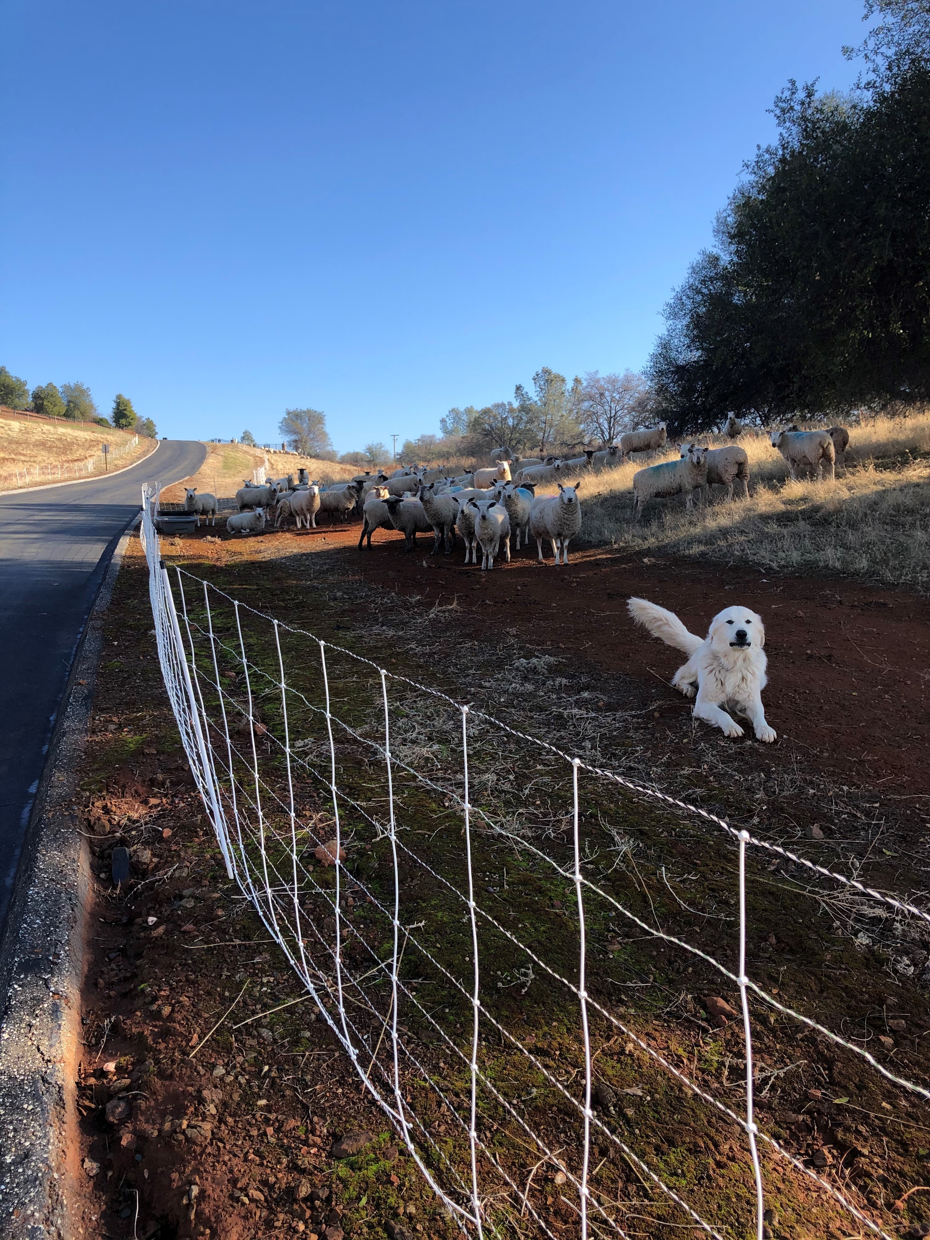 how to stop a dog from going under the fence