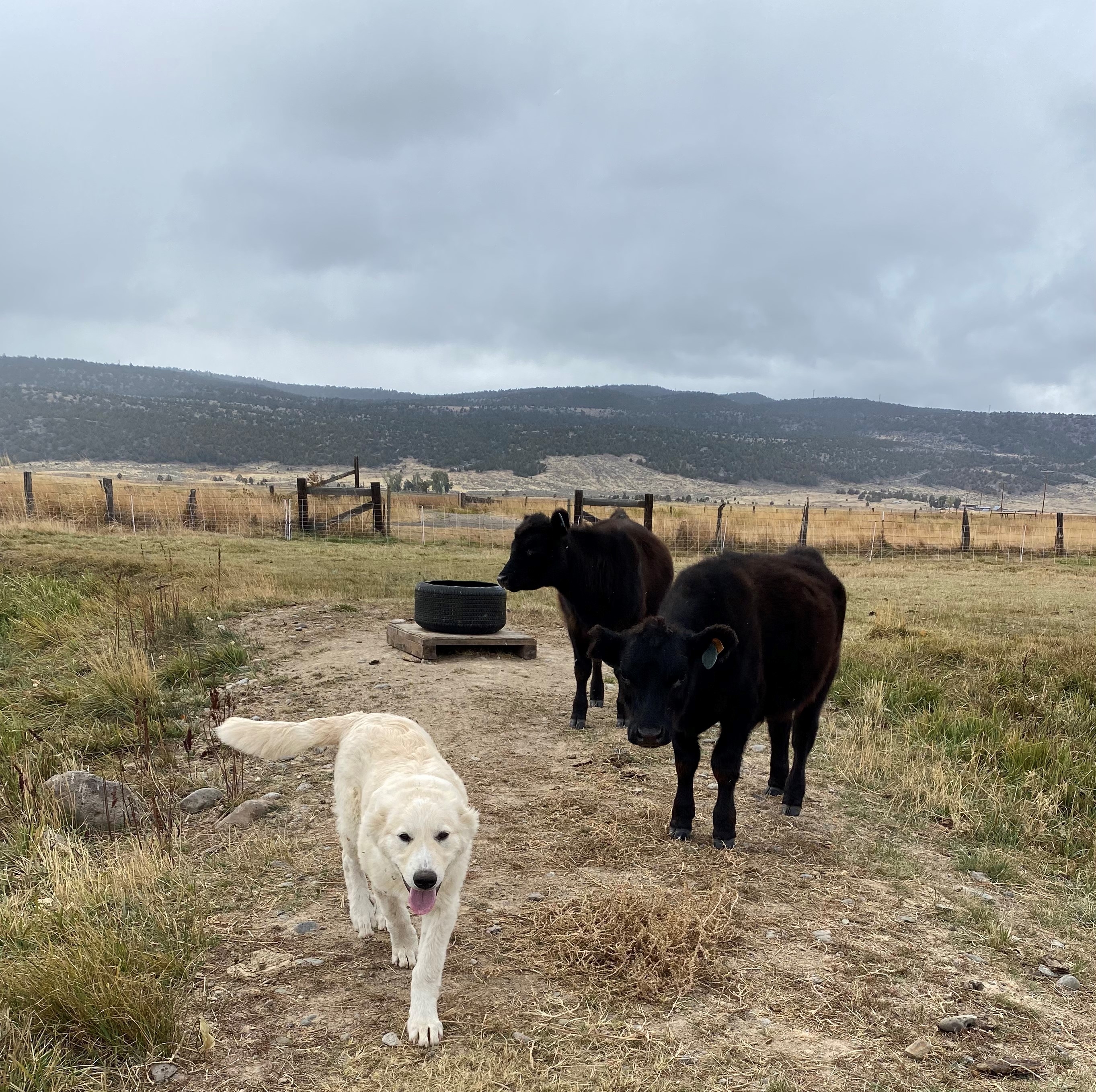 do cows like dogs