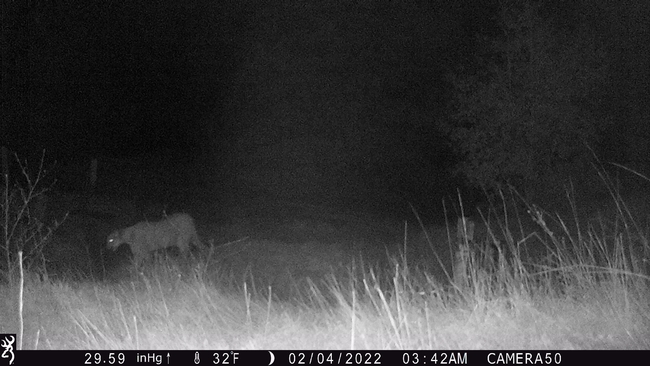 Trail camera photo of a mountain lion - less than a quarter-mile from our lambing ewes.