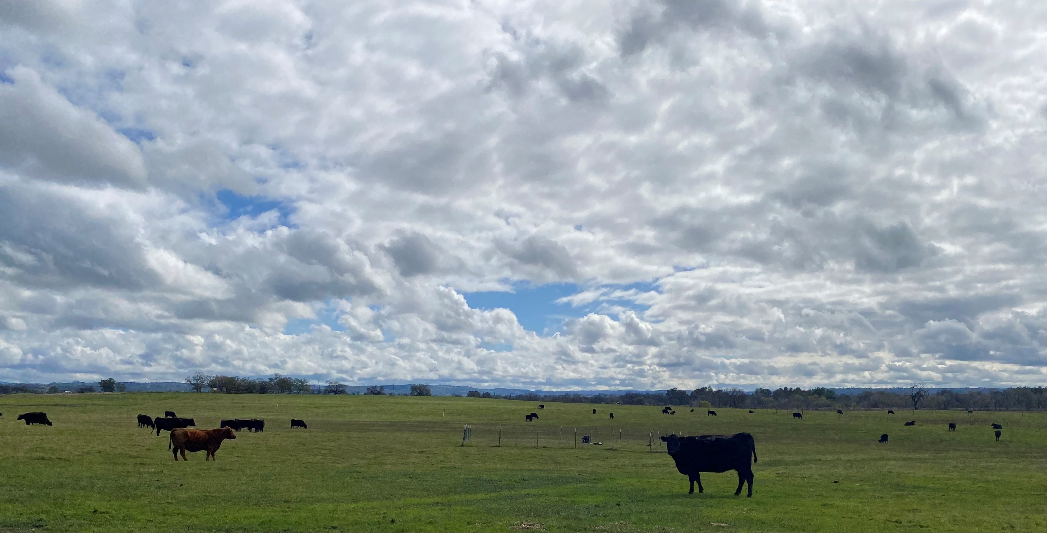 An "Average" Year? What's That?! - Ranching In The Sierra Foothills ...