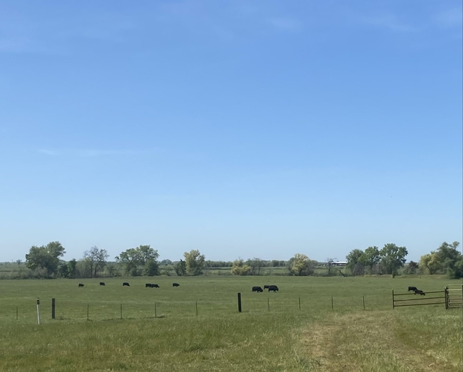 Cows grazing on rangeland near Lincoln, CA
