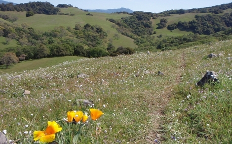 Taylor Mountain Wildflowers - Regional Parks picture