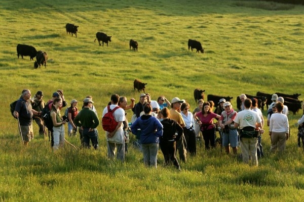 Taylor Mountain cattle and hikers, photo by John Burgess, Press Democrat