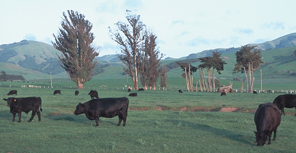 Rangeland grazing in Sonoma County (Photo Credit: USDA)