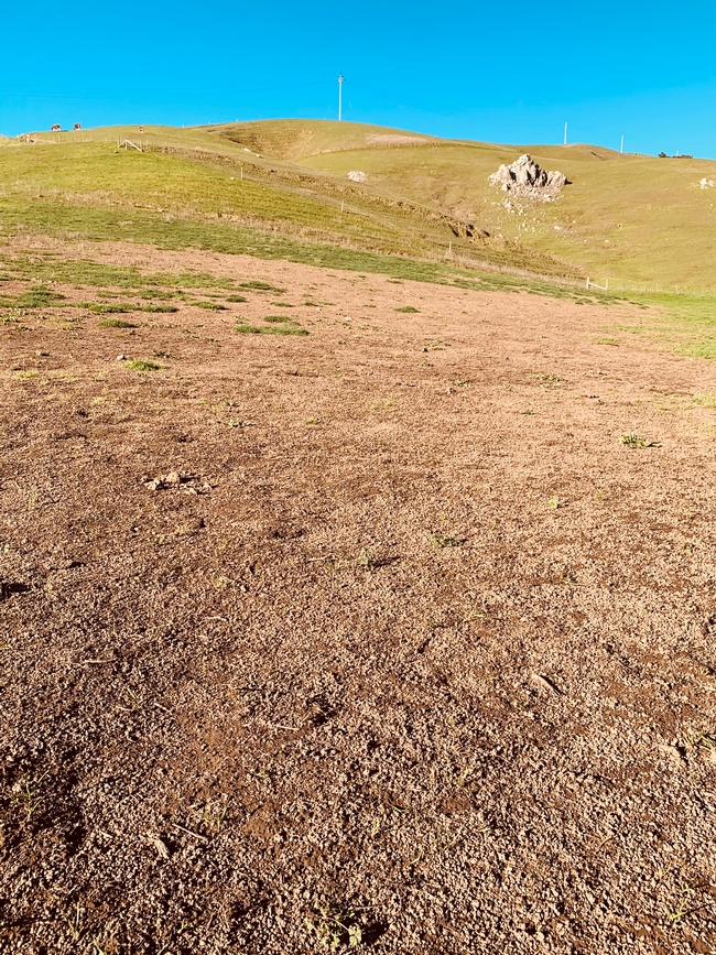 Fig 1 Crane fly damage, Feb 2020 near Nicasio. Photo by Stephanie Larson