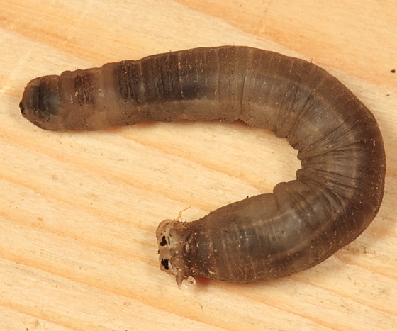 Fig 1. Crane Fly Larvae from BugGuide.net