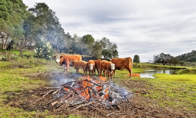 Bouverie Reserve with burn pile grazing cows. Photo credit: Sasha Berleman