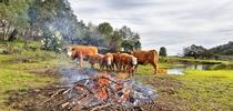 Bouverie Reserve with burn pile grazing cows. Photo credit: Sasha Berleman for Outstanding in the Field: Views from North Coast Rangeland Blog