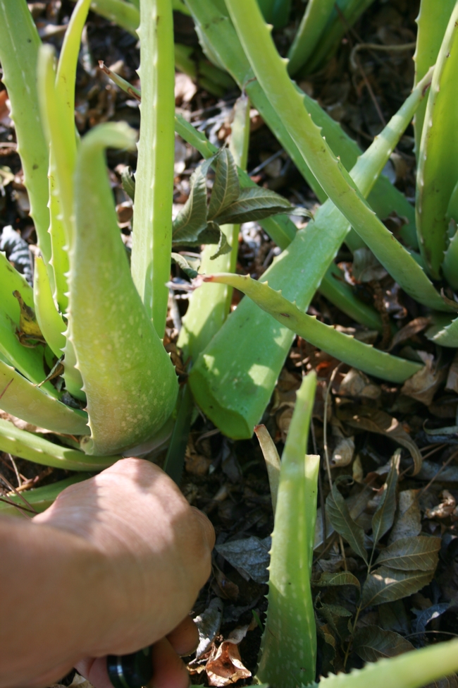 1101 aloe vera 004 g