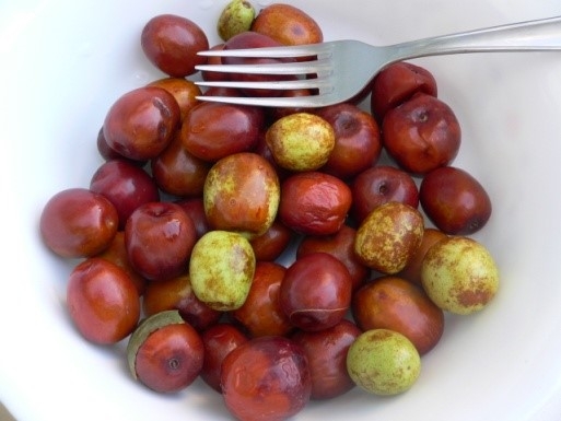 Jujube Plant - Riverside County Master Gardeners - ANR Blogs