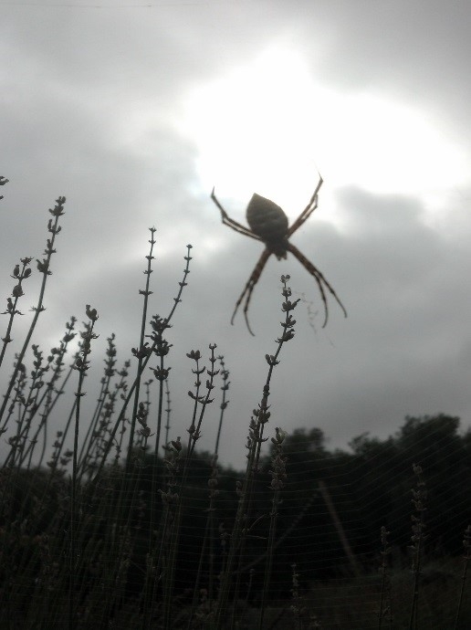 Spider in Clouds - dePillis