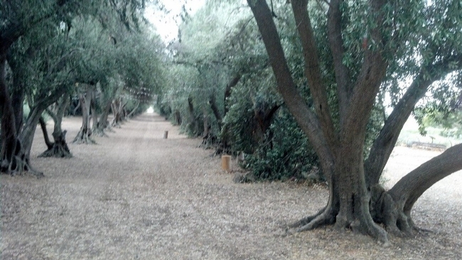 Olive Grove - dePillis