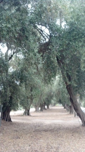 Small Pic Olive Grove - dePillis