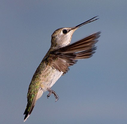 Hummingbird 1 -Hough