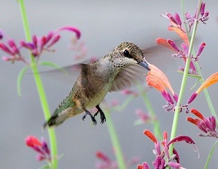 Hummingbird 2 - Hough