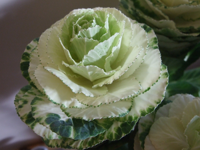 Cabbage 2 - Lewis