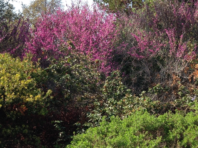 Western Redbud