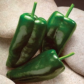 http://parkseed.com/caballero-hybrid-pepper-seeds/p/05546/
