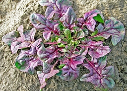 USDA Red spinach