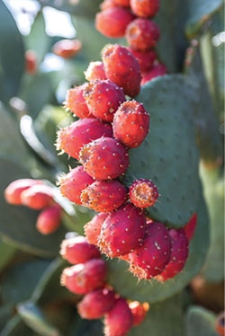 Prickly pears from shutterstock dot com