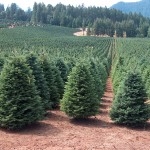 Christmas Trees