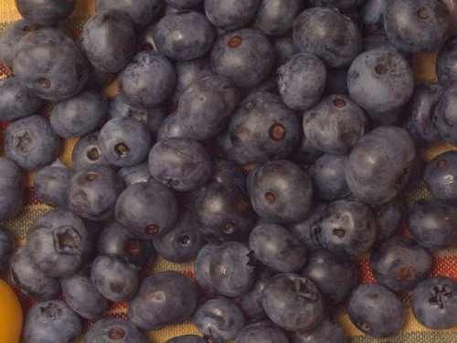 Blueberries - Dona