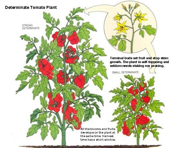 III. Characteristics of determinate tomatoes