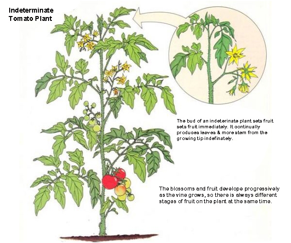 Sowing and growing bush tomato