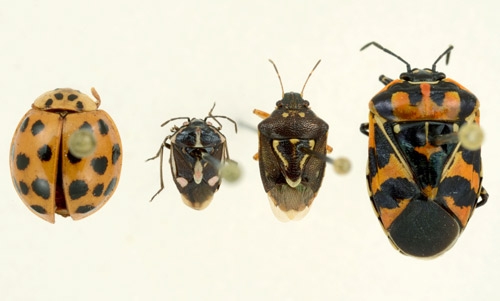 Left to right Lady Beetle, bagrada bug, stink bug, harlequin bug