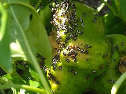 Insect Bagrada Bug infestation