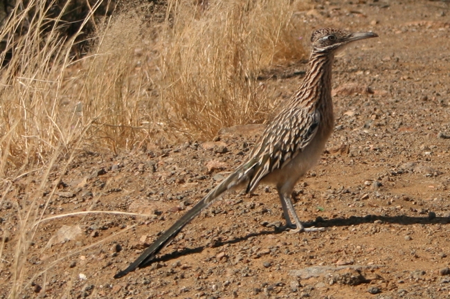 Roadrunner