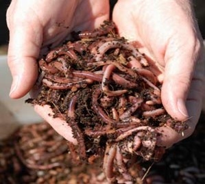 Handful of Worms
