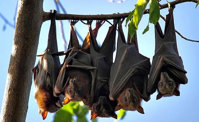 flying-foxes-940x575