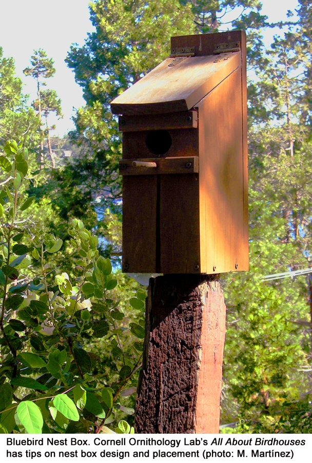 Blog Bird-Friendly nestbox