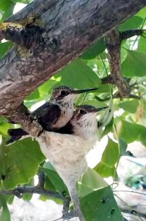 Anna's hummingbirds in nest photo by Karena Beasley