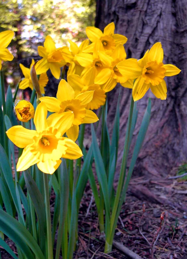 daffodils in Lake Arrowhead, California