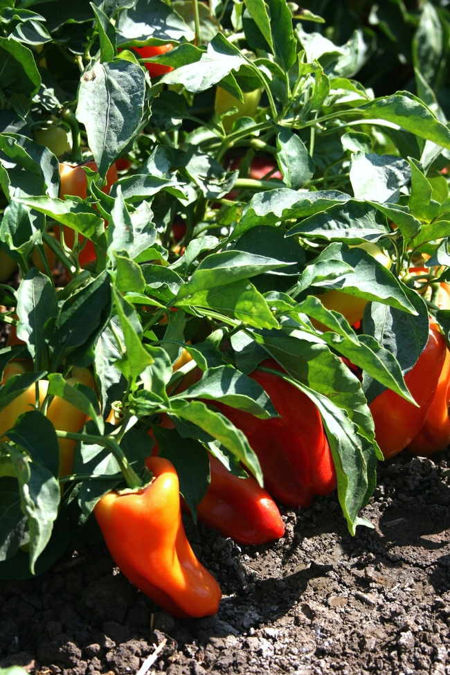Sweet peppers in the field, photo by Brenda Dawson of UCANR