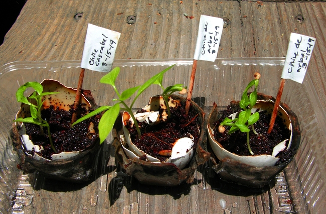 Chile seedlings, planted in egg shells: chile cascabel and chile de arbol, photo by Michele Martinez, San Bernardino County Master Gardener.